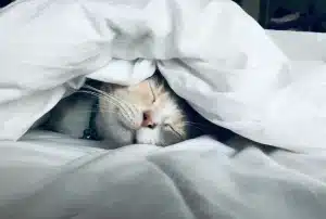 Nos conseils pour créer un coin détente pour votre chat
