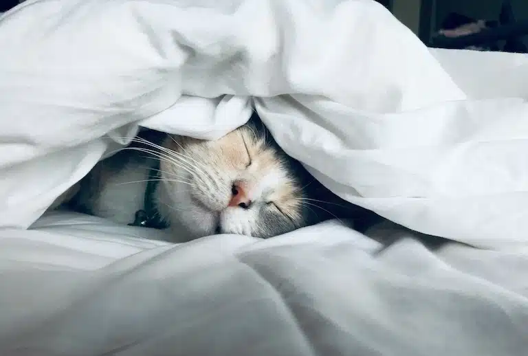 Nos conseils pour créer un coin détente pour votre chat