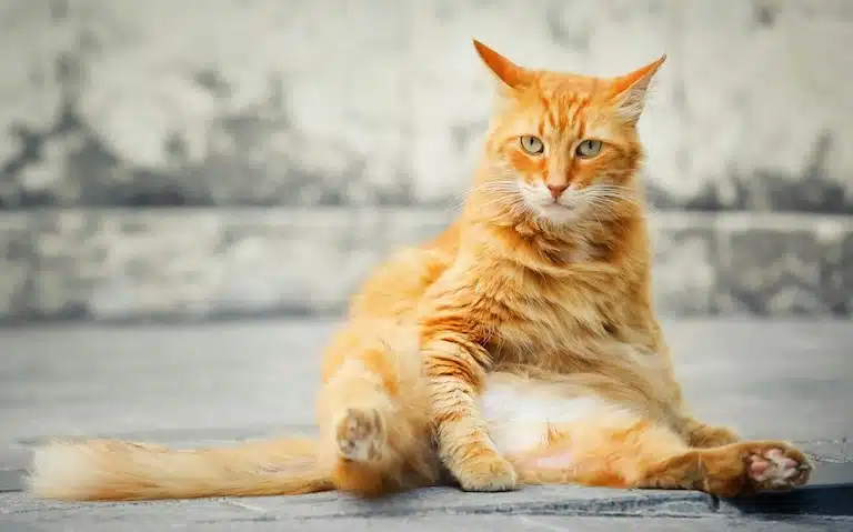 Détecter les signes qu'un chat est malade