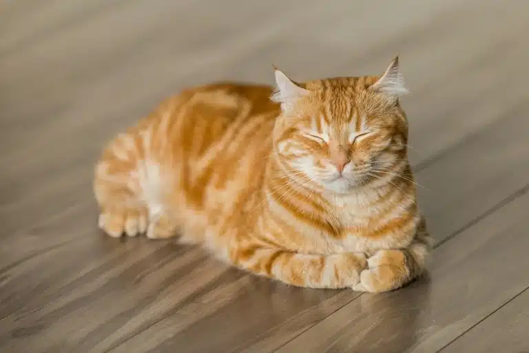 Comprendre le langage corporel de votre chat