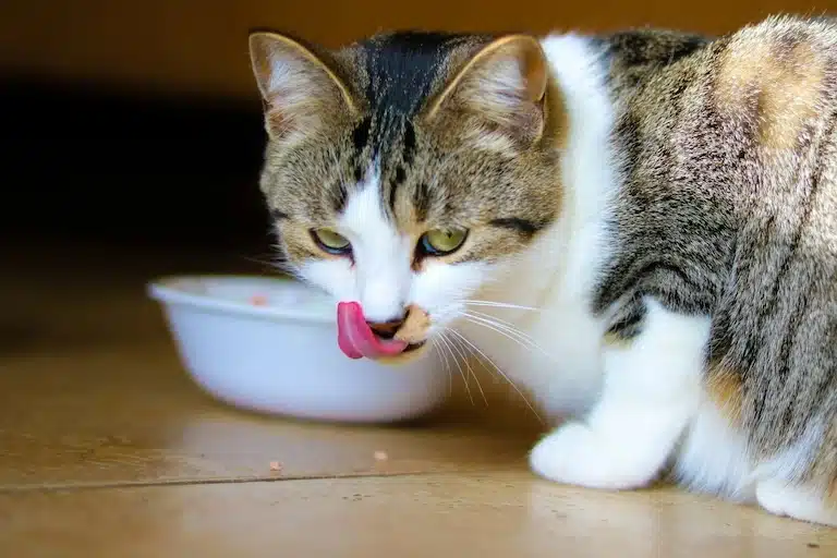 Choisir la patée idéale pour votre chat : tous nos conseils
